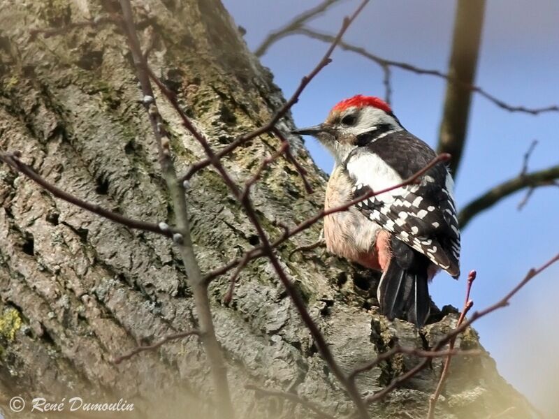 Middle Spotted Woodpecker male adult, identification