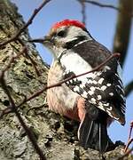 Middle Spotted Woodpecker