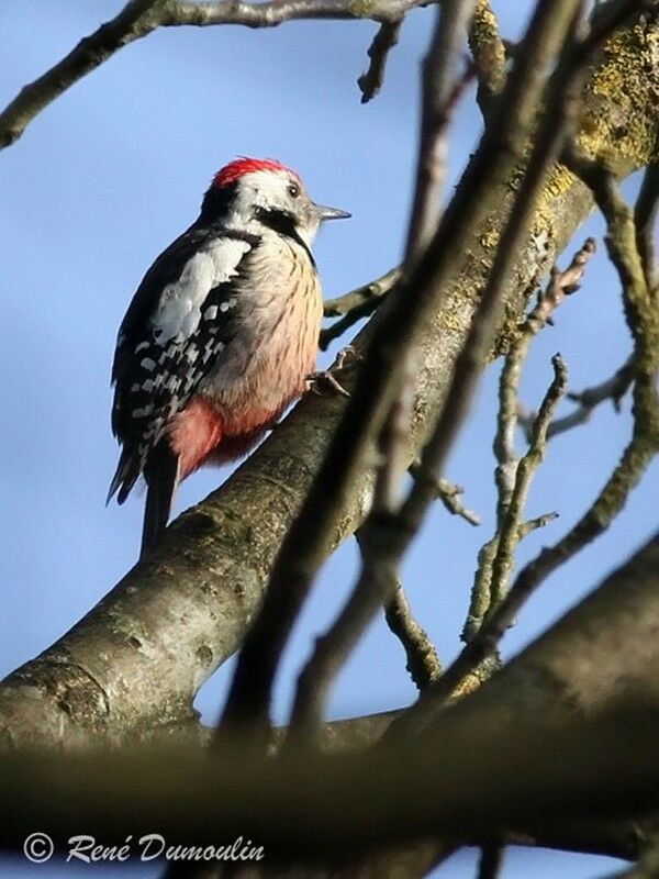 Middle Spotted Woodpecker male adult, identification