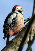 Middle Spotted Woodpecker