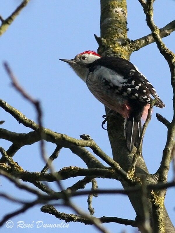 Middle Spotted Woodpecker male adult, identification