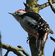 Middle Spotted Woodpecker