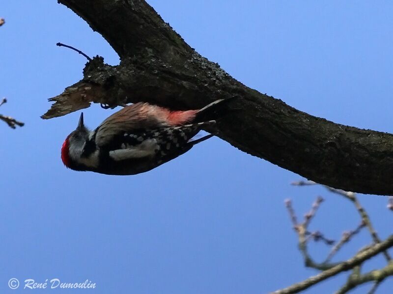 Middle Spotted Woodpeckeradult, Behaviour