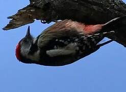 Middle Spotted Woodpecker