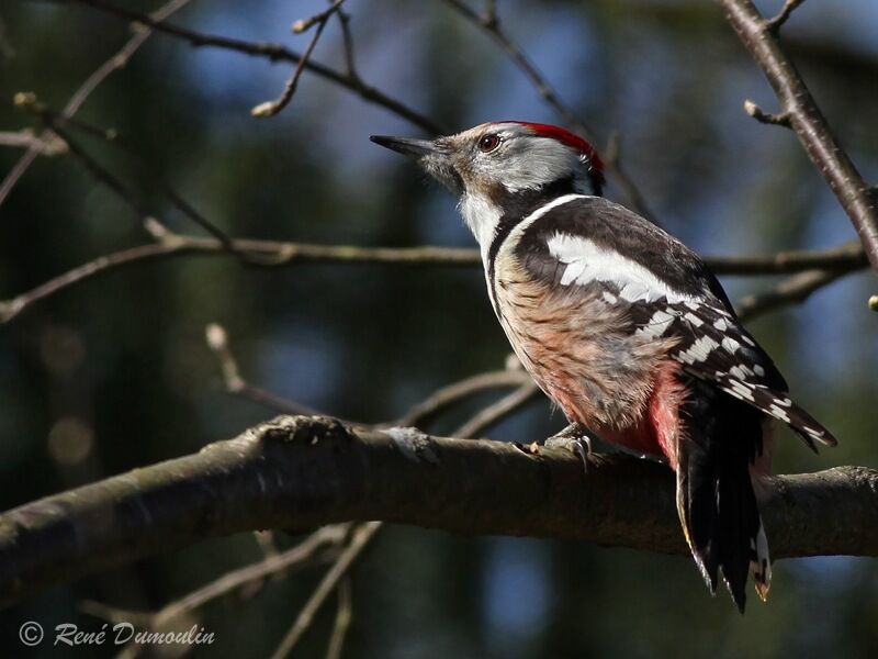 Middle Spotted Woodpeckeradult, identification