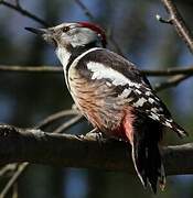 Middle Spotted Woodpecker