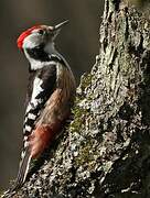 Middle Spotted Woodpecker