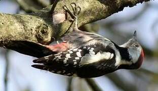 Middle Spotted Woodpecker