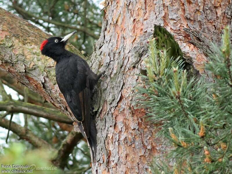 Black Woodpecker female adult, identification