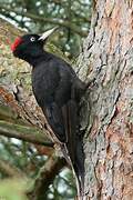 Black Woodpecker