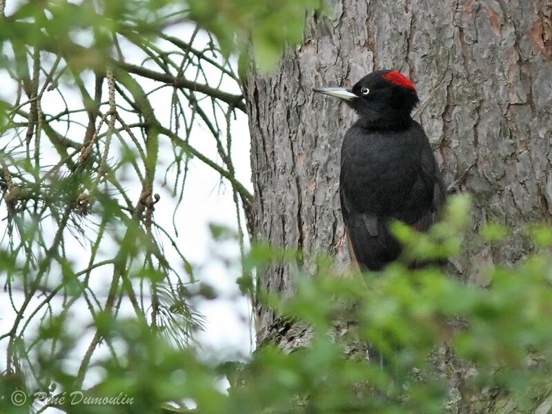 Black Woodpecker female adult, identification