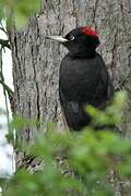 Black Woodpecker