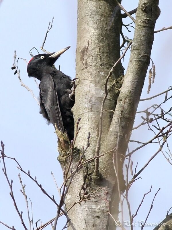 Black Woodpecker female adult, identification