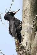 Black Woodpecker