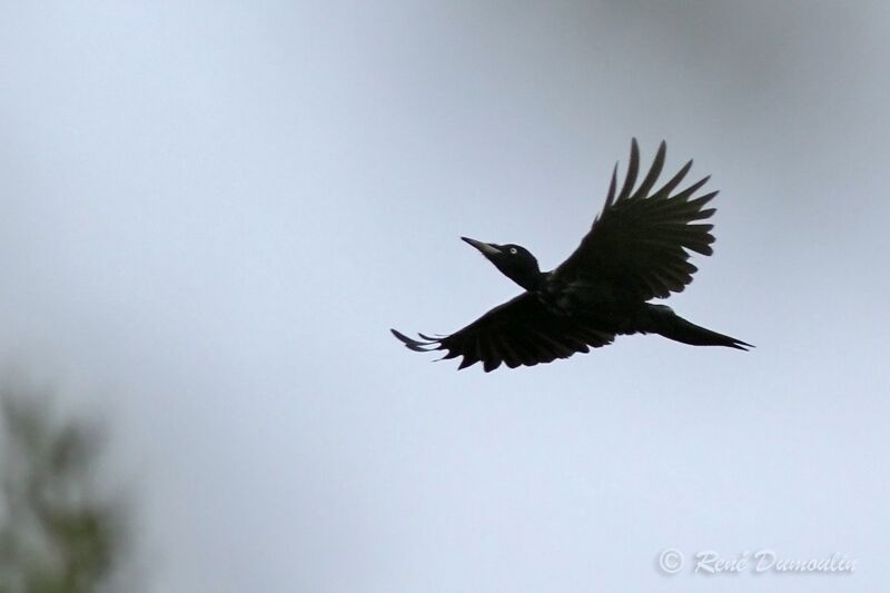 Black Woodpecker, Flight