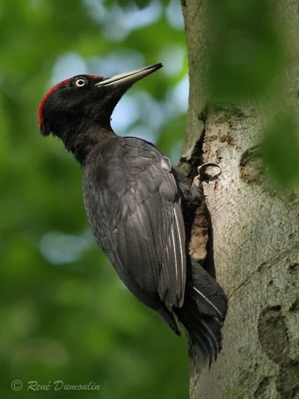 Black Woodpecker male adult, identification