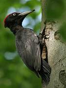 Black Woodpecker