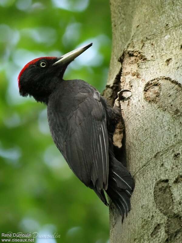 Black Woodpecker male adult, identification