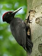 Black Woodpecker