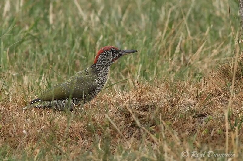 European Green Woodpecker male juvenile, identification