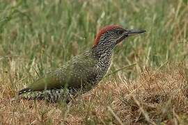 European Green Woodpecker