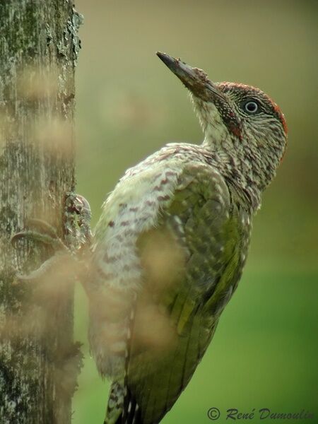 European Green Woodpecker