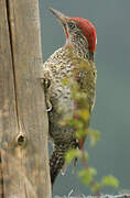 European Green Woodpecker