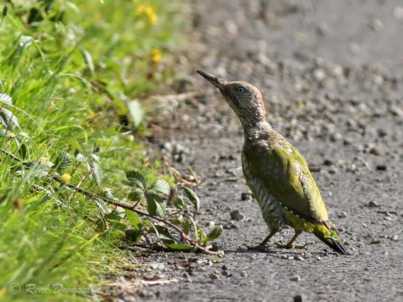 European Green Woodpeckerjuvenile, identification