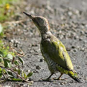 European Green Woodpecker