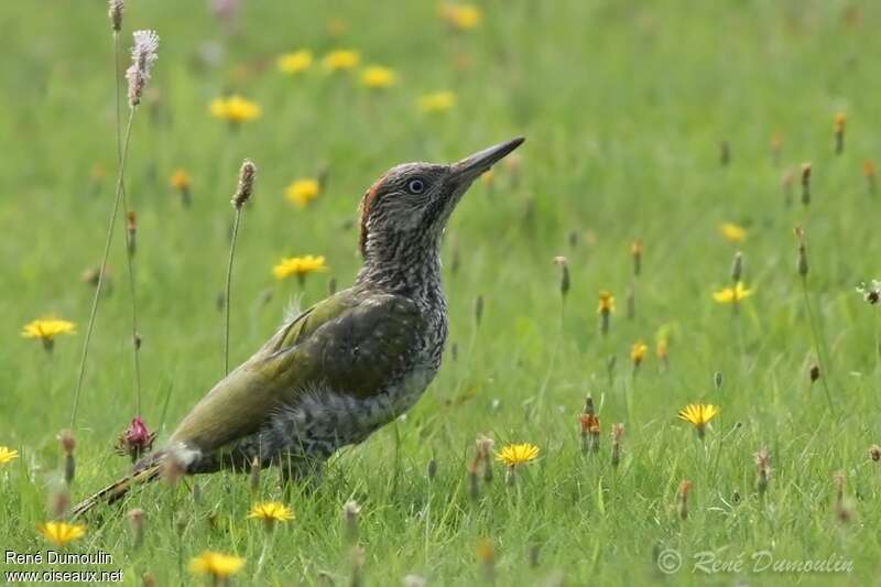 European Green Woodpecker female immature, identification