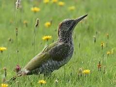 European Green Woodpecker