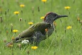 European Green Woodpecker