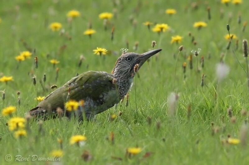 European Green Woodpeckerimmature, identification