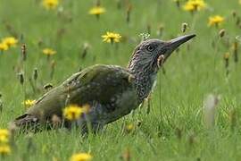 European Green Woodpecker