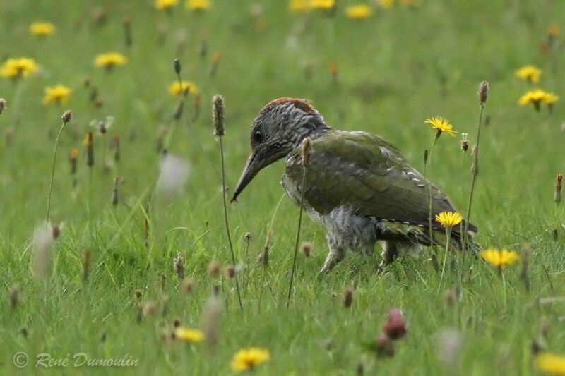 European Green Woodpeckerimmature, identification