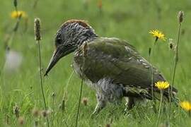 European Green Woodpecker