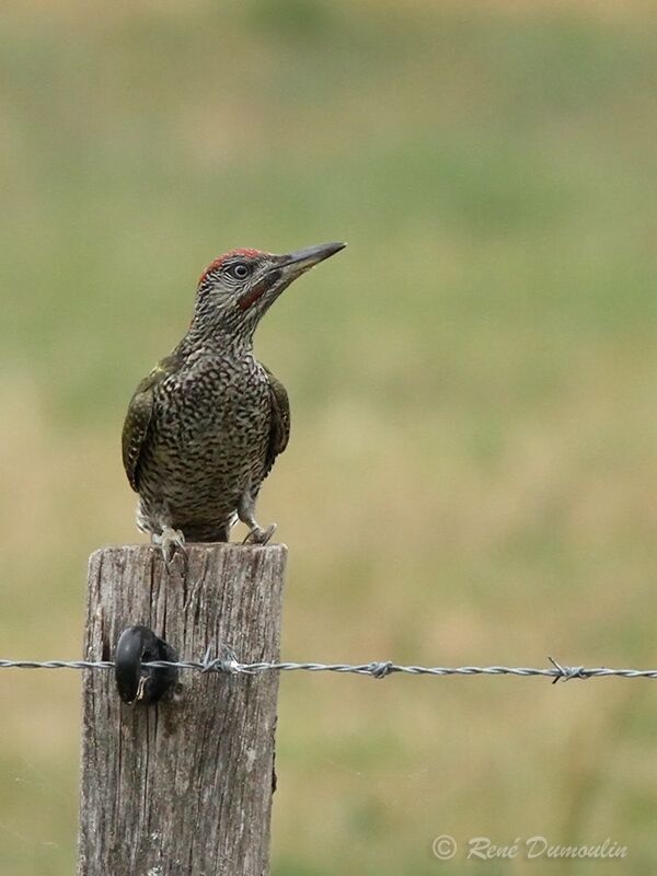 European Green Woodpecker male juvenile, identification