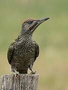 European Green Woodpecker