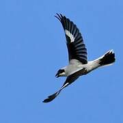 Lesser Grey Shrike