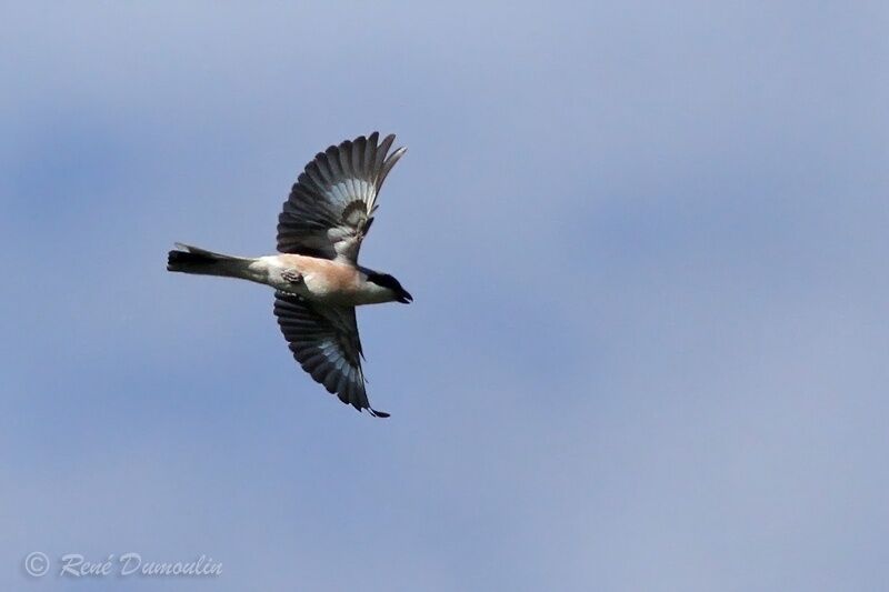 Lesser Grey Shrikeadult, Flight