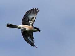 Lesser Grey Shrike