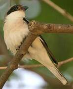 Lesser Grey Shrike