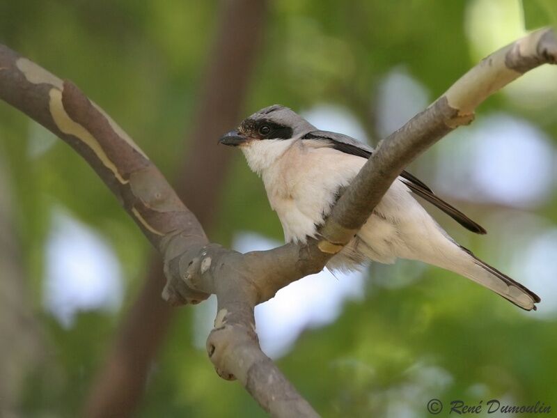 Lesser Grey Shrikeadult