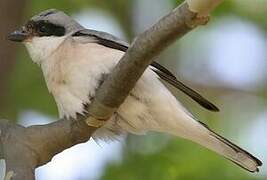 Lesser Grey Shrike