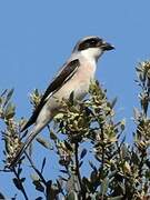 Lesser Grey Shrike