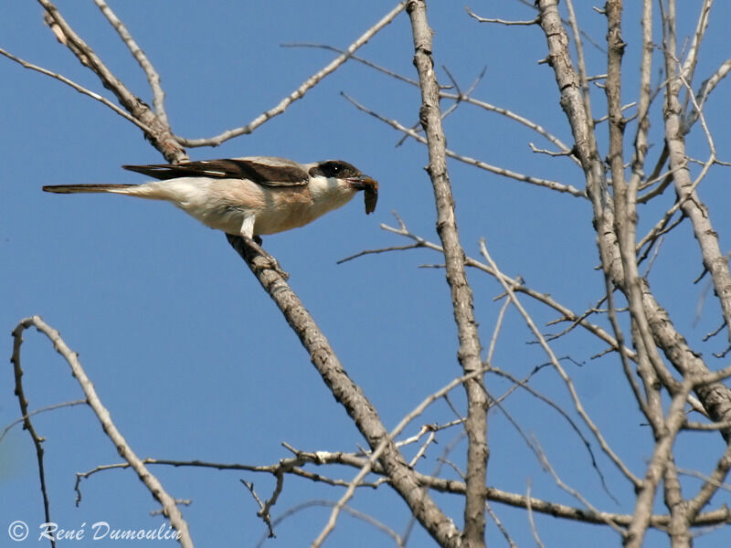 Lesser Grey Shrikeadult