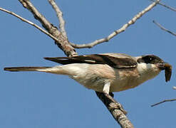 Lesser Grey Shrike