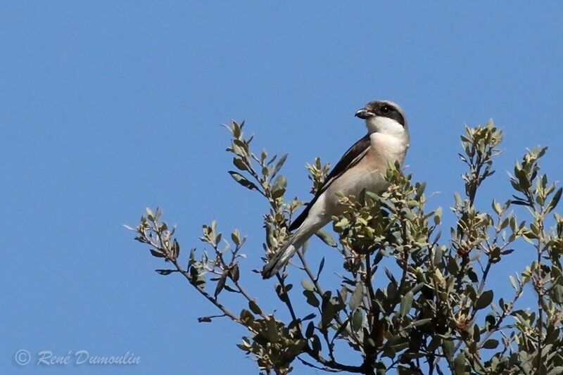 Lesser Grey Shrike