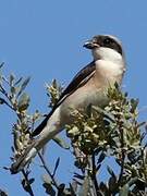 Lesser Grey Shrike