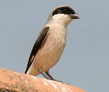 Lesser Grey Shrike